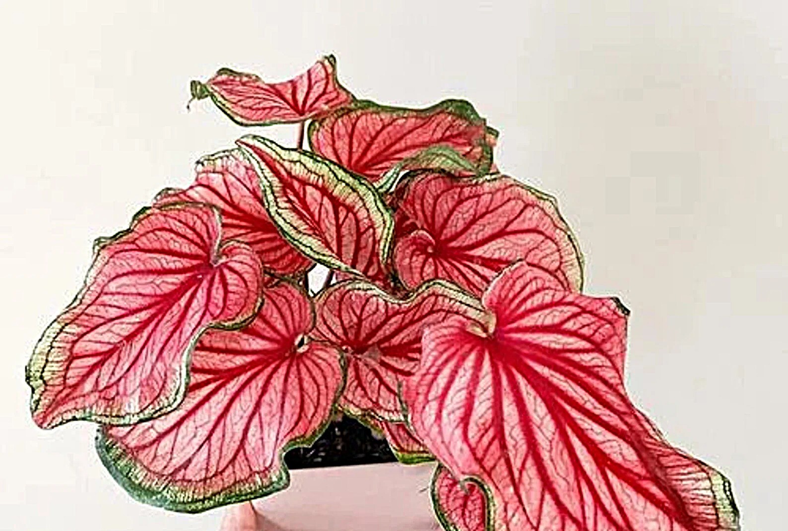 Caladium ‘Puppy Love’ Size#2(2 bulbs) (You get 2 bulbs)