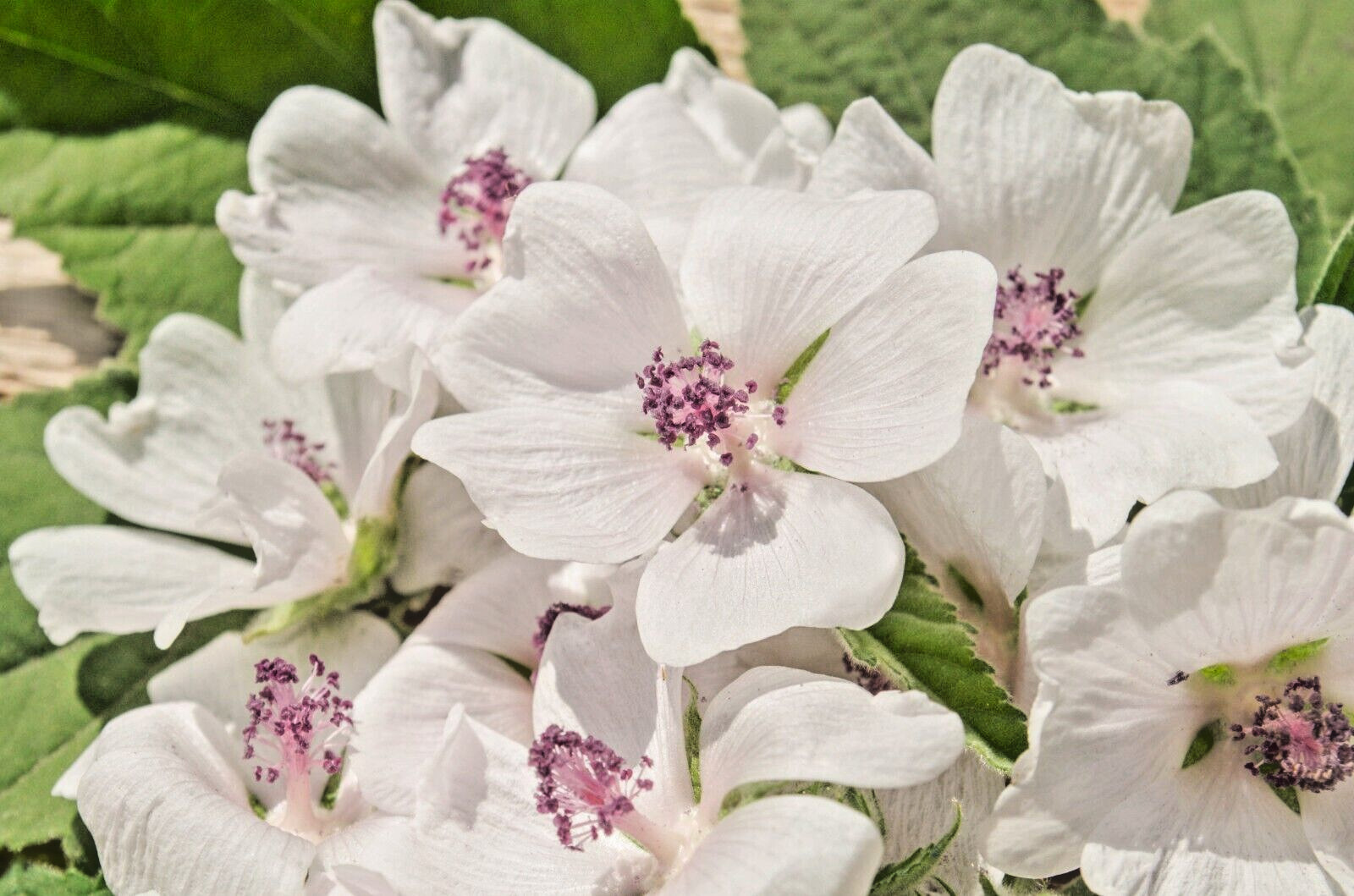 true Marshmallow 50 seeds. Georgius light pink flowers. Althaea officinalis.