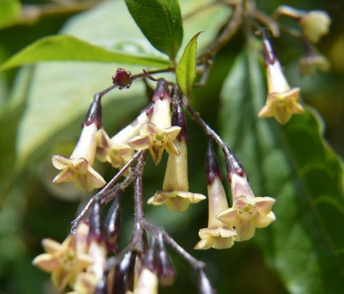 Cestrum guatemalense | Guatemalan Cestrum | 10 Seeds