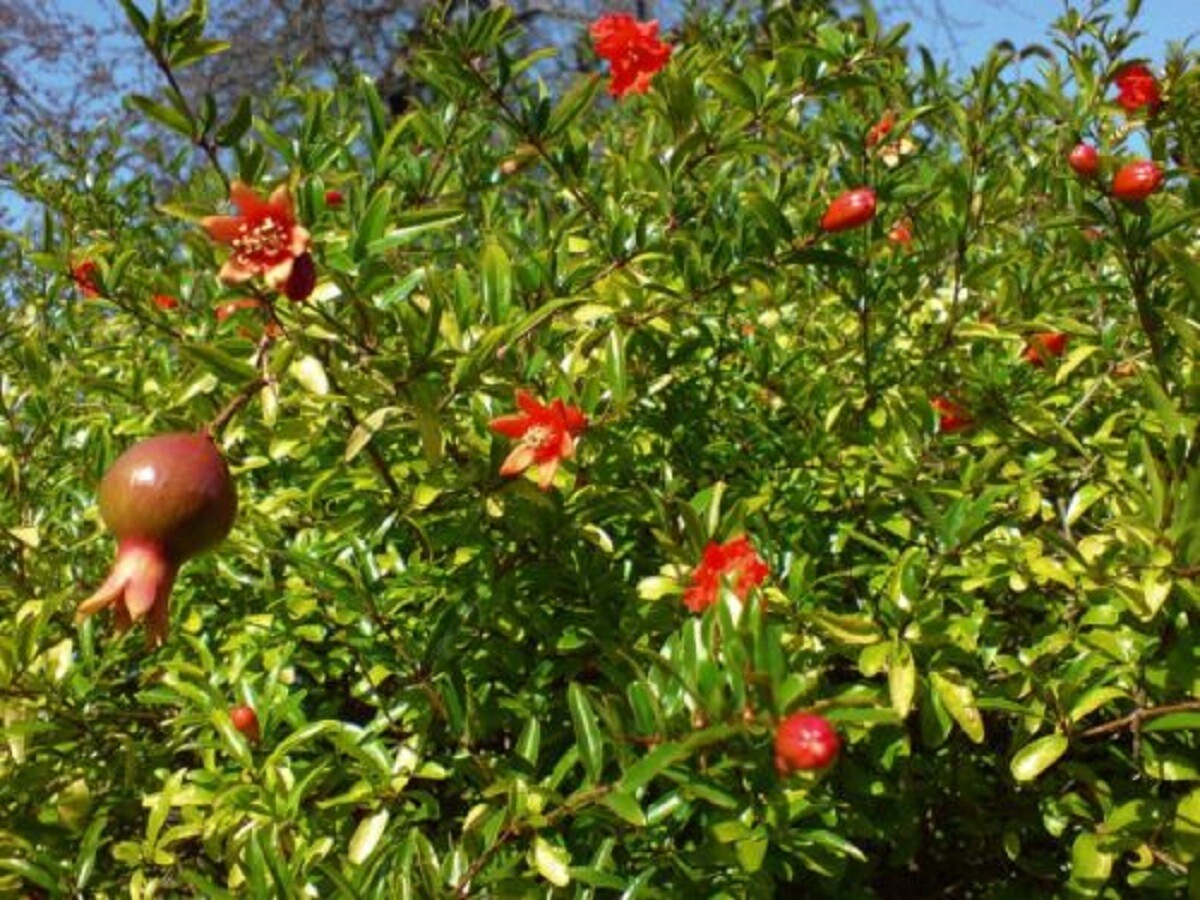 Pomegranate Seeds – Punica granatum – Granate Apple – Tropical Fruit Tree Seeds