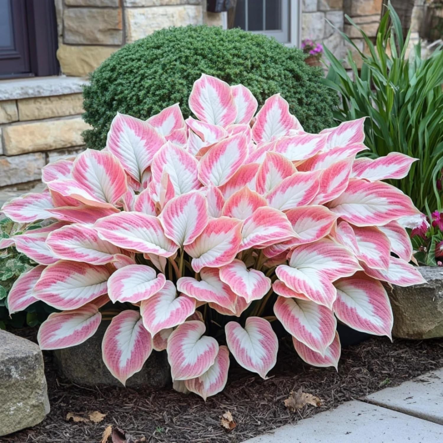200+ Hosta Seeds – Heart-Shaped Leaves for Vibrant, Low-Maintenance Gardens