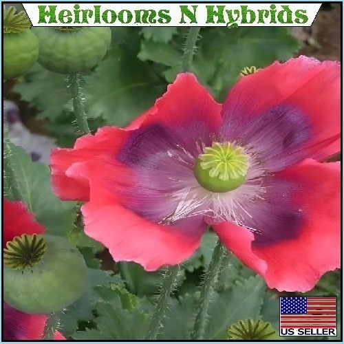 2,500+ The Giant, “Rattler” Papavear Somniferum Giganteum Poppy Seeds Huge Pods