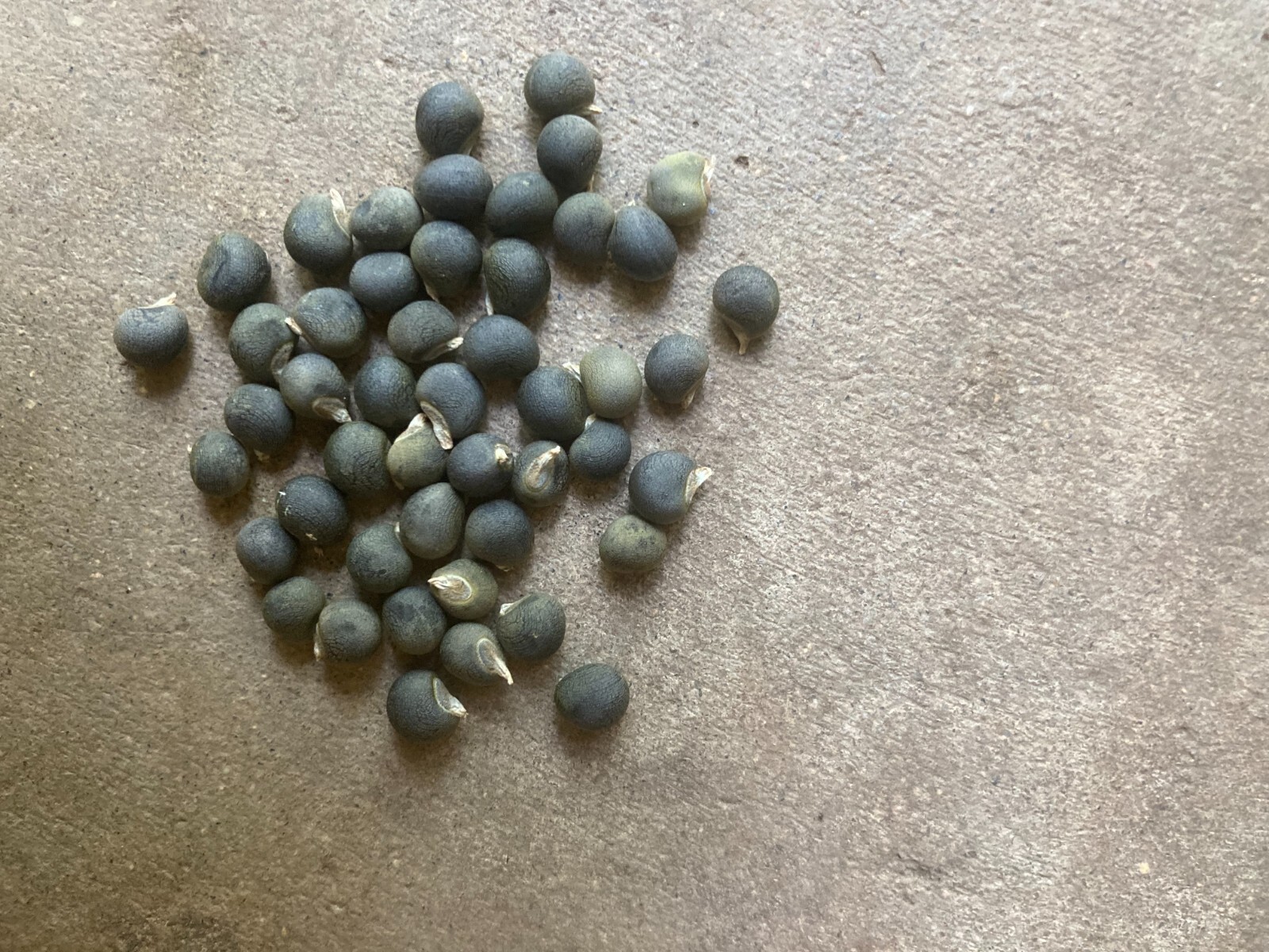 Heirloom Star Of David Okra 25 Non GMO Seeds