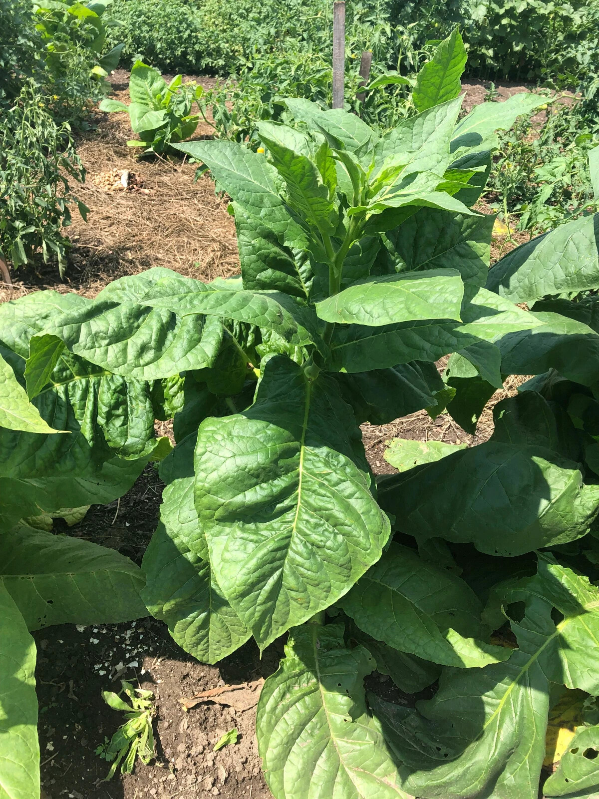 Criollo-98 Tobacco Seeds ~5K Non-GMO Free Ship No Track ~2 Weeks Arrival Read