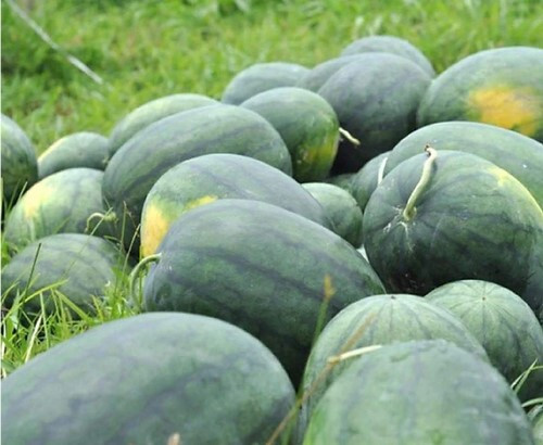 Florida Giant Watermelon Seeds – 25 Seeds