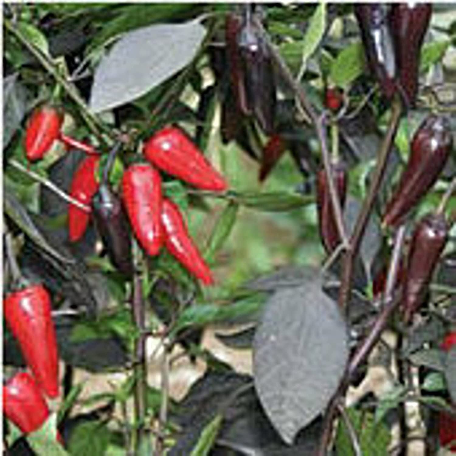 Count Dracula Hot Peppers Seeds (20+ Seeds) | Non GMO | Vegetable Fruit Herb Flo