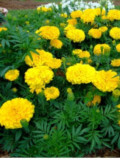 African Marigold Yellow ‘Crackerjack’ (Tagetes erecta) Seeds 1 tsp (~200)