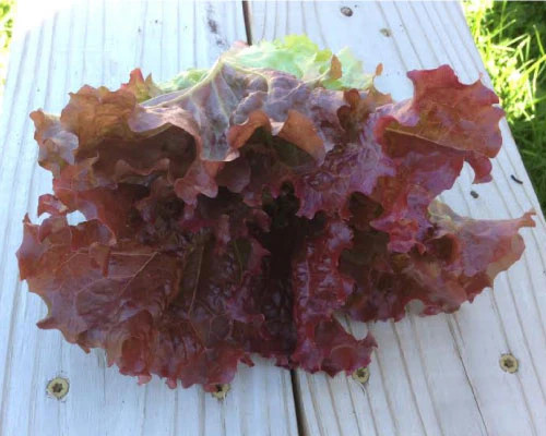 Ruby Red Lettuce Seeds | Rouge Leaf Vegetable Green Romaine Greens Seed 2024