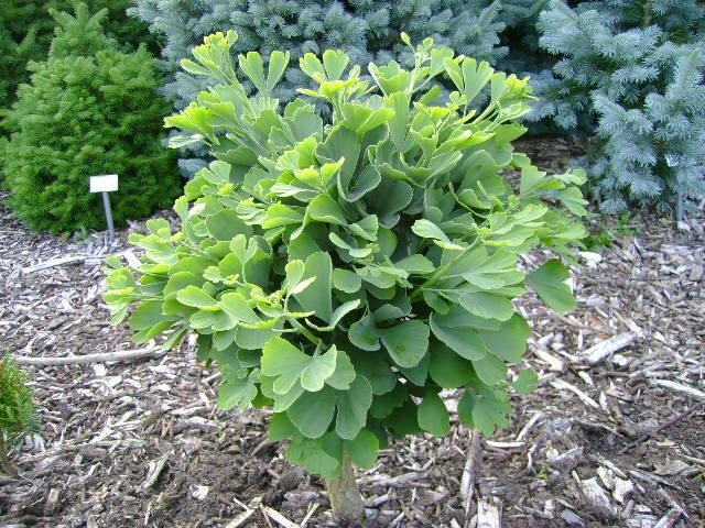 Ginkgo biloba ‘Troll’ Dwarf Ginkgo Grafted tree, 8-12”