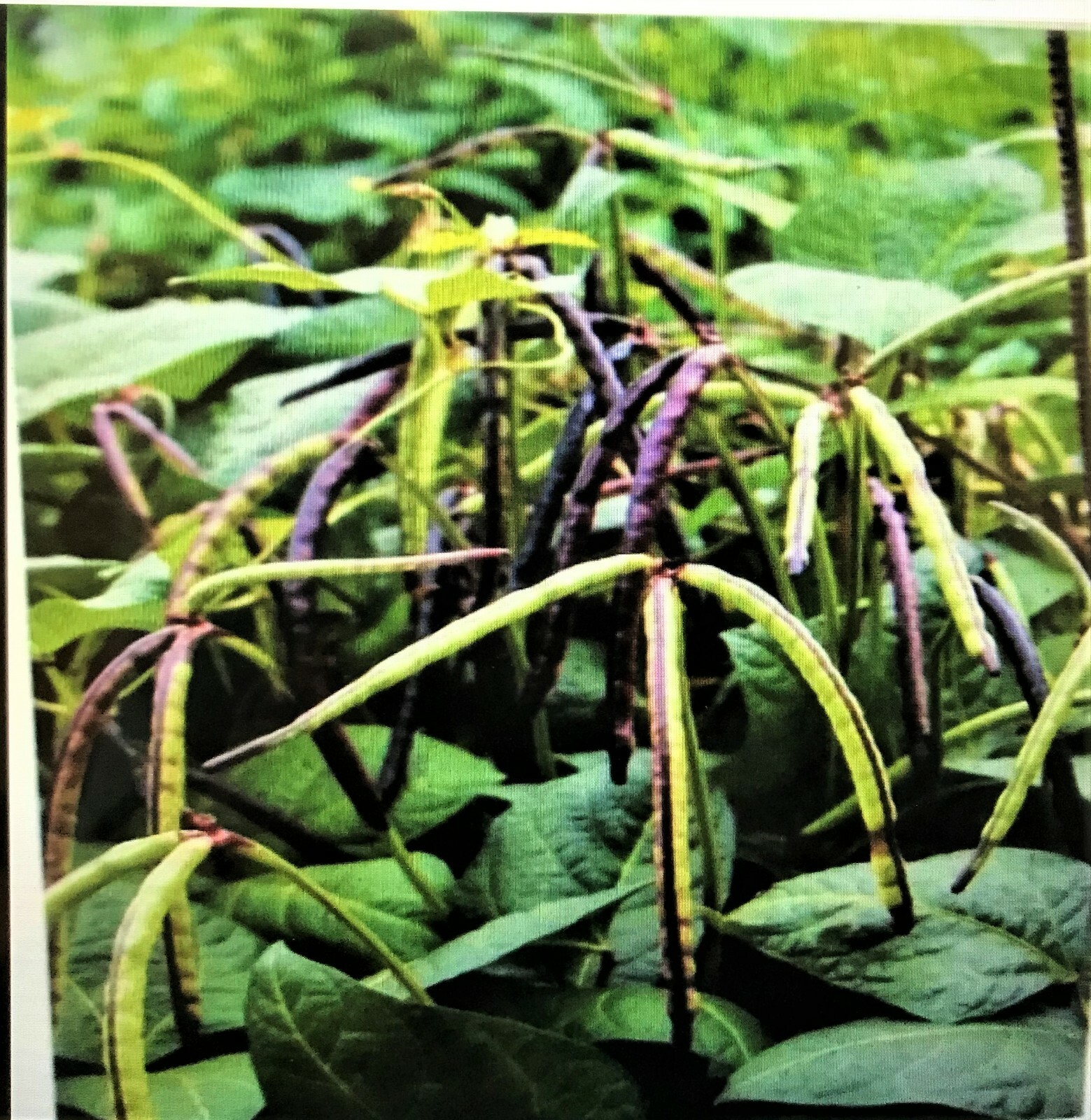 TOP PICK Pinkeye Purple Hull Peas 500+~4oz Seed Southern Cowpea Germination 80%