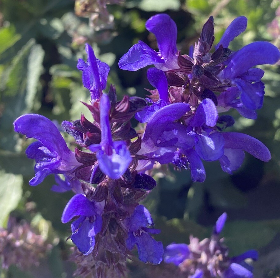 30+ SEEDS Blue Salvia Perennial