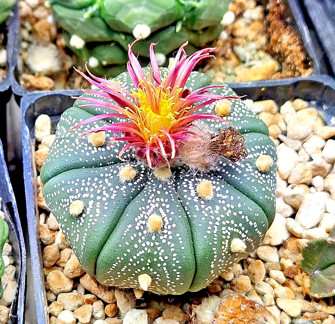 Astrophytum asterias Shinshowa x Red Flower 15 Seeds