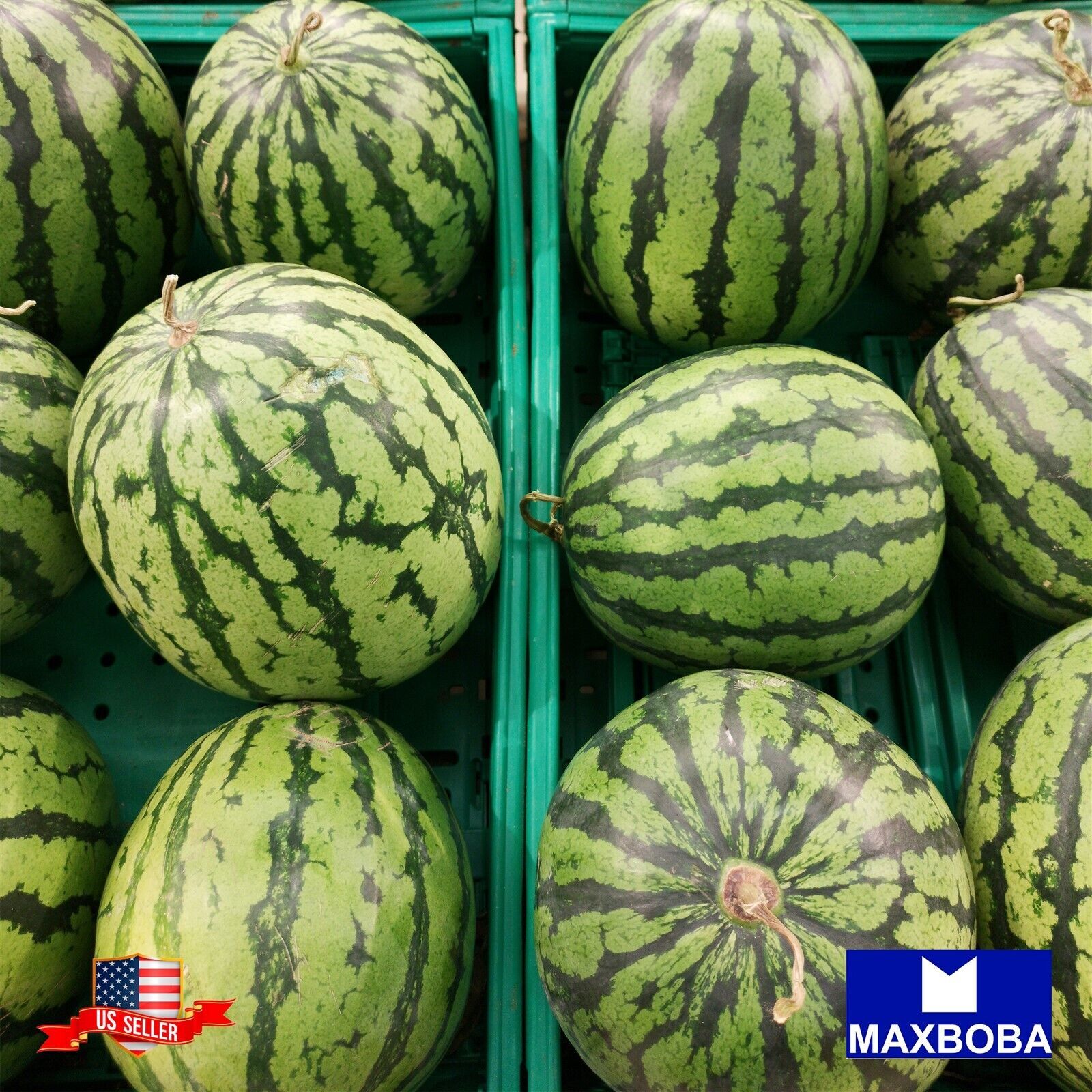 Fresh!!Watermelon Seeds – Jubilee Non-GMO Heirloom Garden