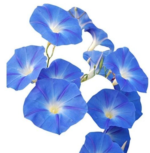 10 MORNING GLORY Seeds Heavenly Blue Ascending Vines Bell Flower Climbs Zone3-10
