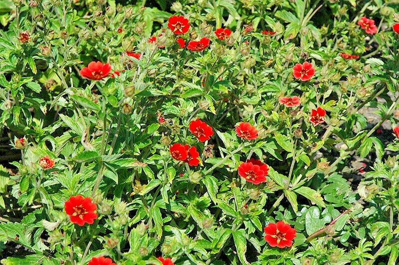 100+PONTENTILLA SCARLET CINQUEFOIL Seed Native Perennial Compact Flowering Shrub