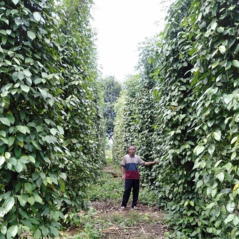 White Peppercorn Seeds (30) / Vining / Florida Grown / Rare / easy