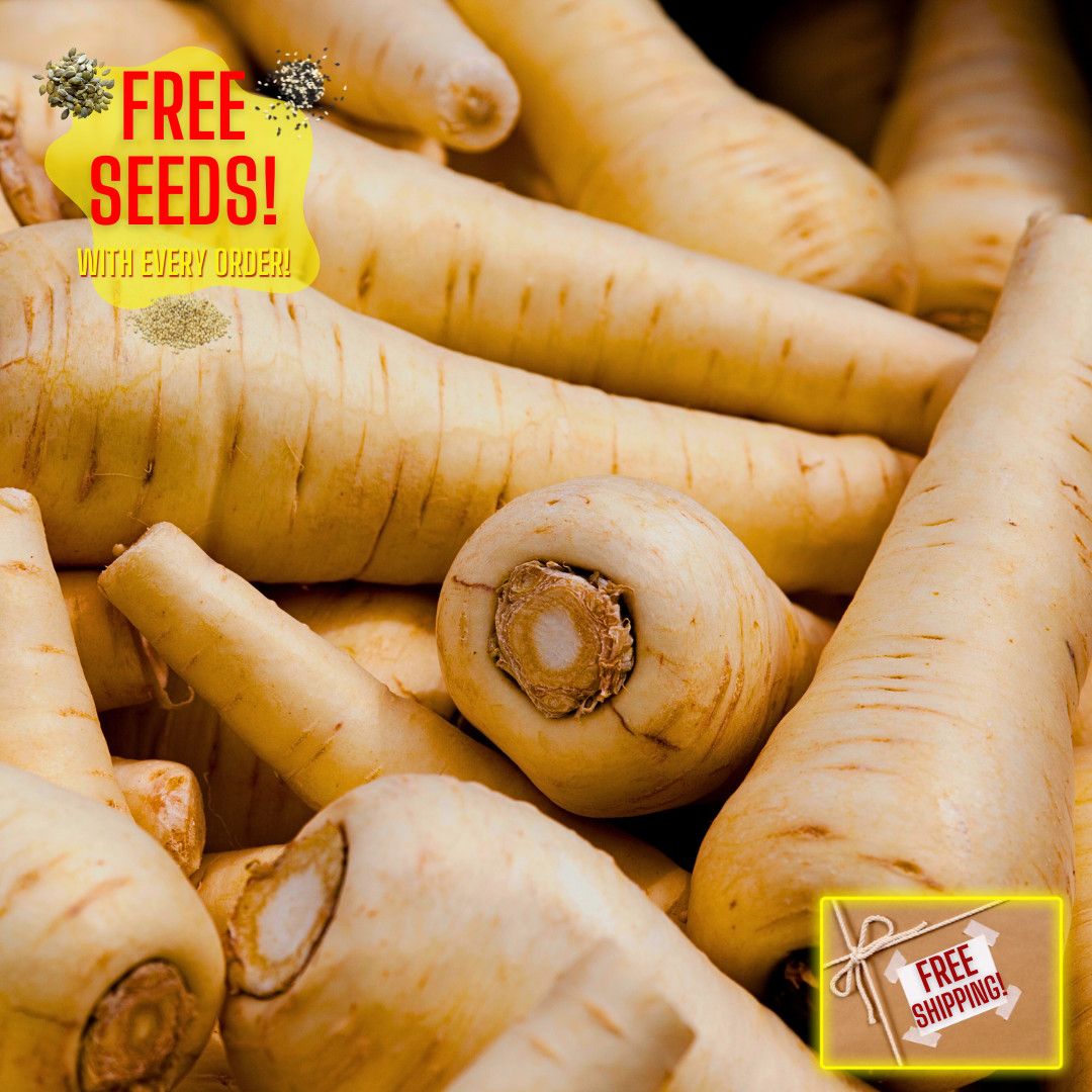 Fresh Premium All American Parsnip Seeds | Heirloom Non-GMO | Vegetable Seeds