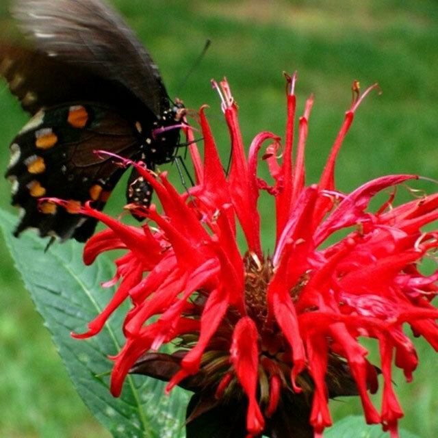 Monarda didyma Panorama Red Shades | Scarlet Beebalm | 20_Seeds