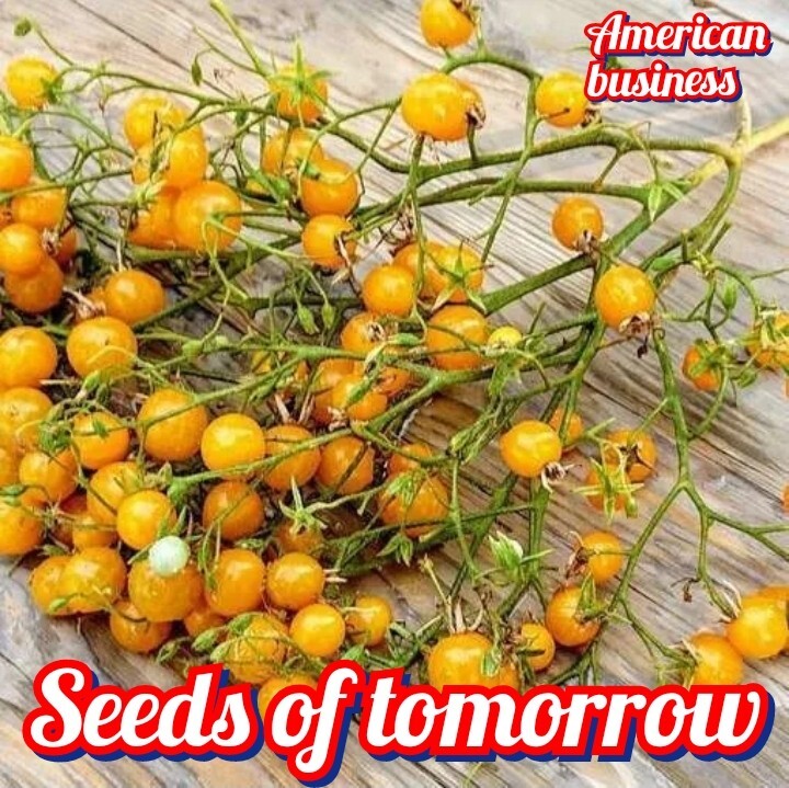45 Organic Non-GMO Blondkopfchen Cherry Tomato seeds- seeds of tomorrow
