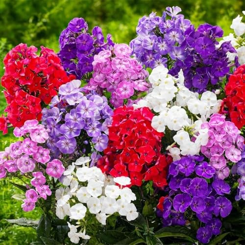 1800+ Mixed Creeping Phlox Seeds for Planting – Annual Phlox Seeds Perennial