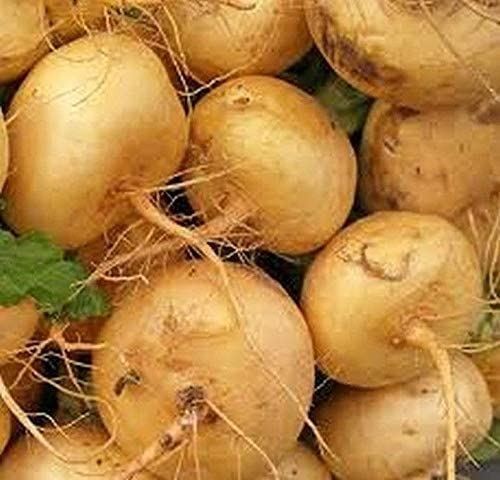 Golden Globe Turnips Seeds (25+ Seeds)