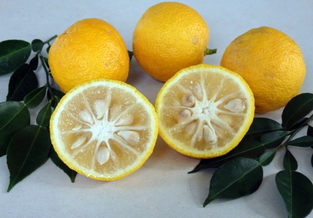 Yuzu Ichandrin Hardy Lemon Citrus 2-3 ft tall, grafted, Not for Ca, Az, Fl, La
