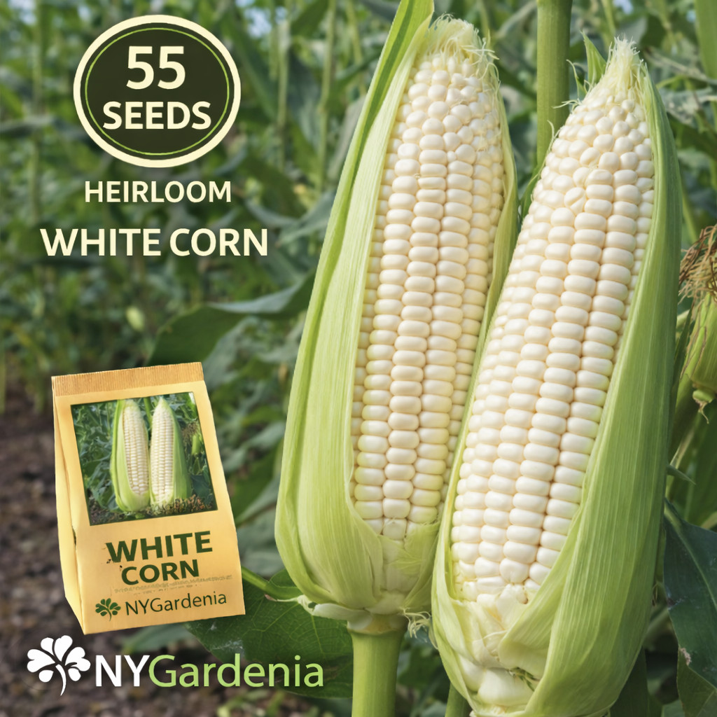 55 White Corn Seeds Heirloom Sweet Corn Vegetable Garden High Yield