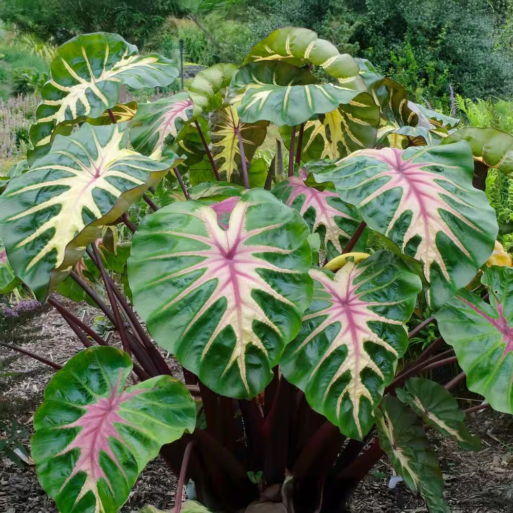 7/9 In. Colocasia Waikiki Elephant Ear Bulbs (Bag of 1)