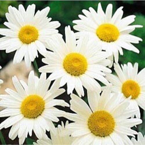 Shasta Daisy Alaska Nice Garden Flower By Seed Kingdom 25,000 Seeds