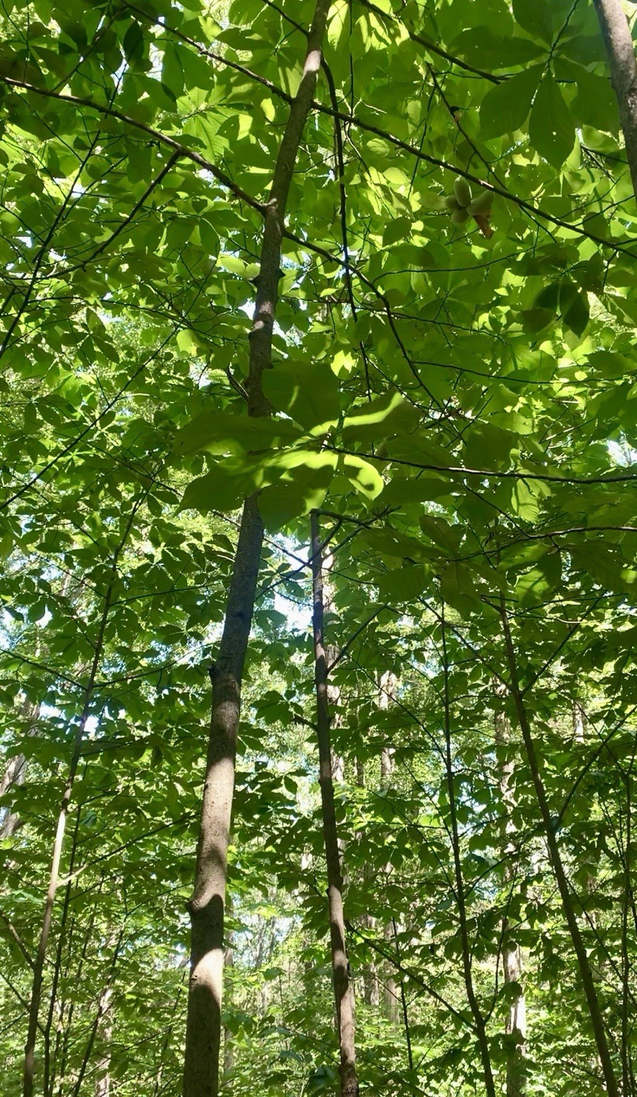 10 Stratified 2025 Wild Ohio Paw Paw Fruit Tree Seeds Asimina Biloba