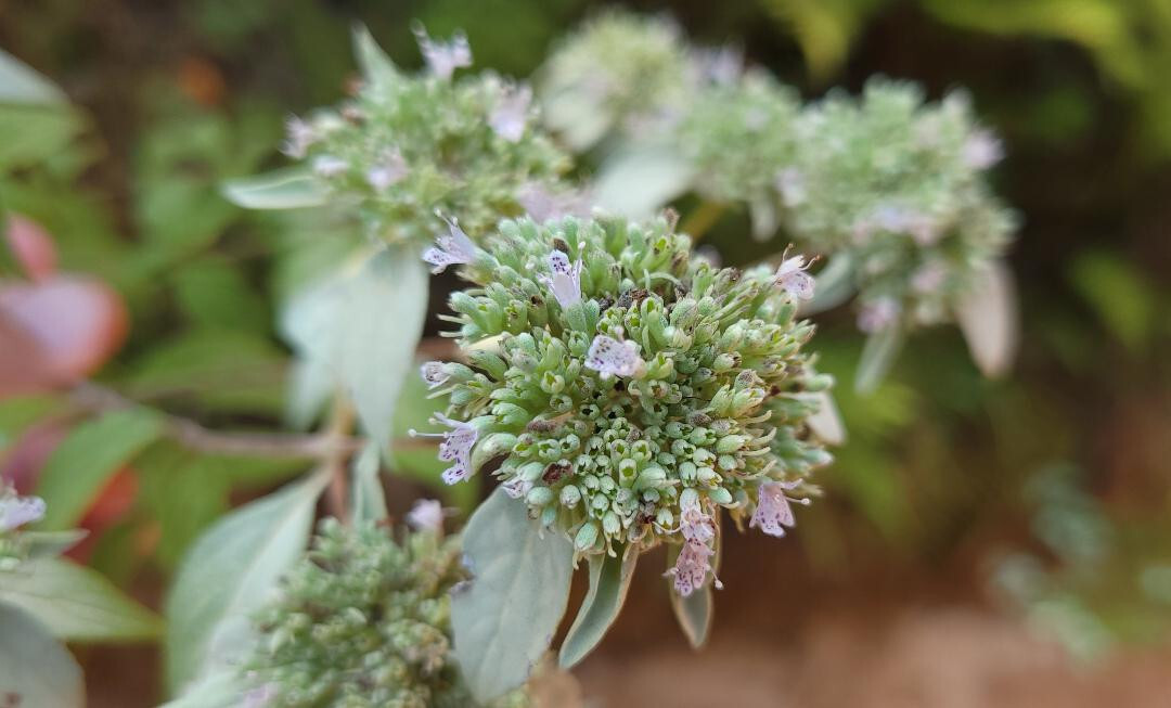 Florida Mountain Mint | 25 Seeds | Pycnanthemum floridanum | Florida Native Mint