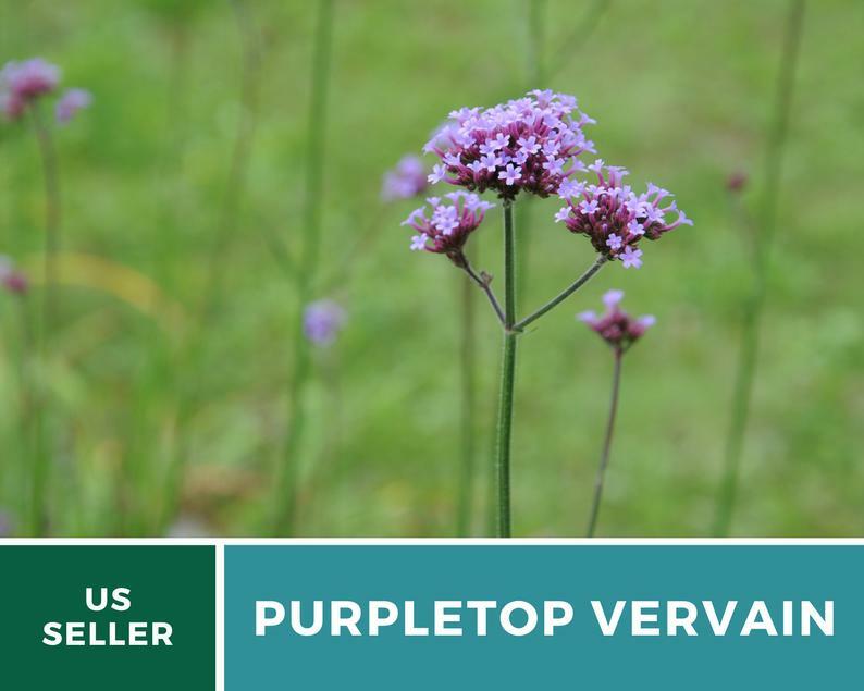 Vervain, Purpletop – 100 Seeds – Pollinator & Hummingbird Friendly
