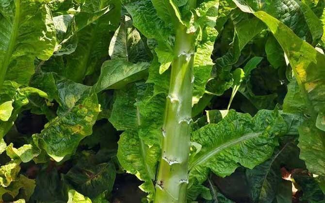 🌱Heirloom Celtuce/Green Wosun/Stem Lettuce 50+ Seeds