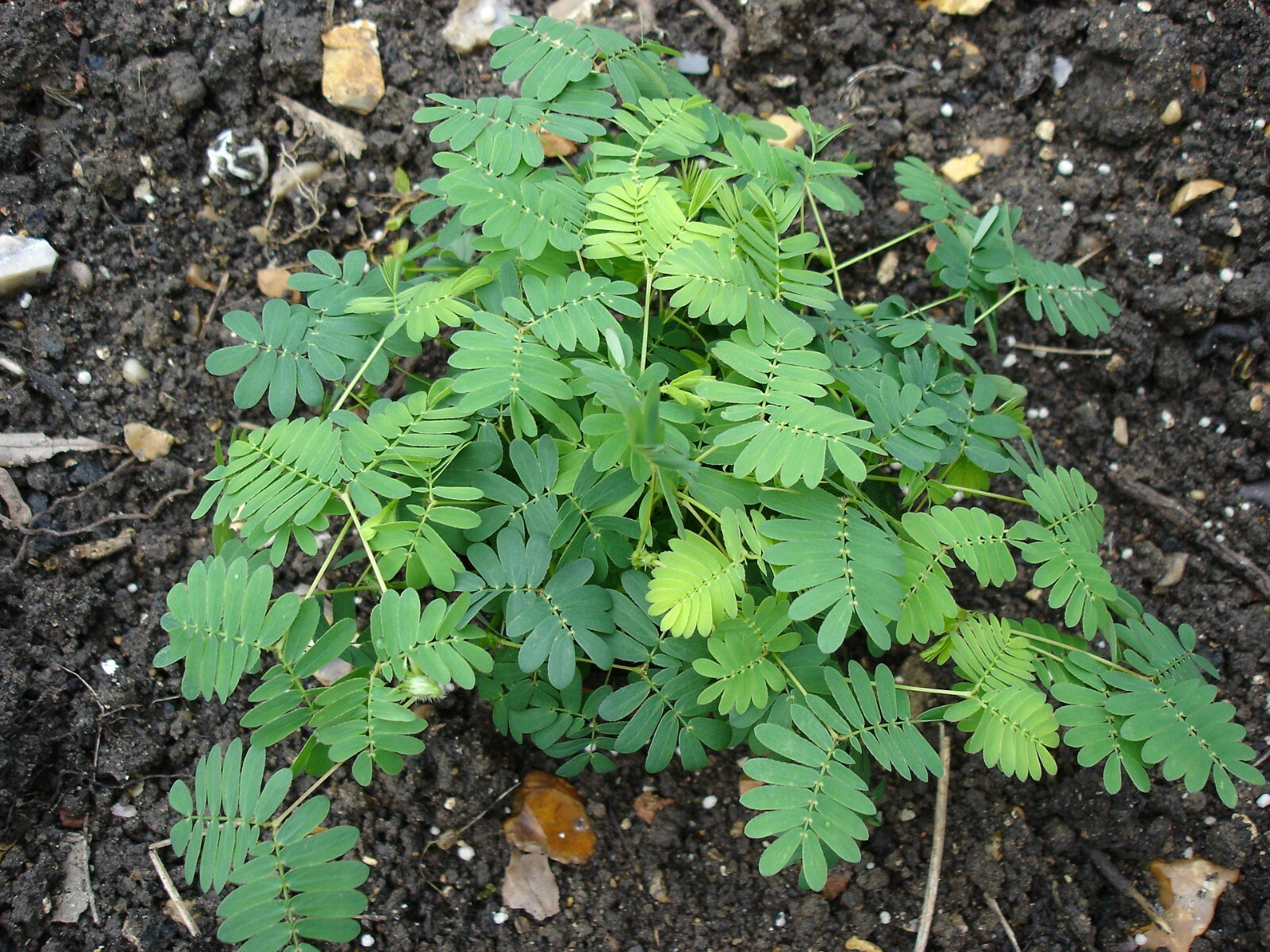 500+ SENSITIVE PLANT Seeds BULK *Free US Shipping!* Mimosa Pudica Seeds
