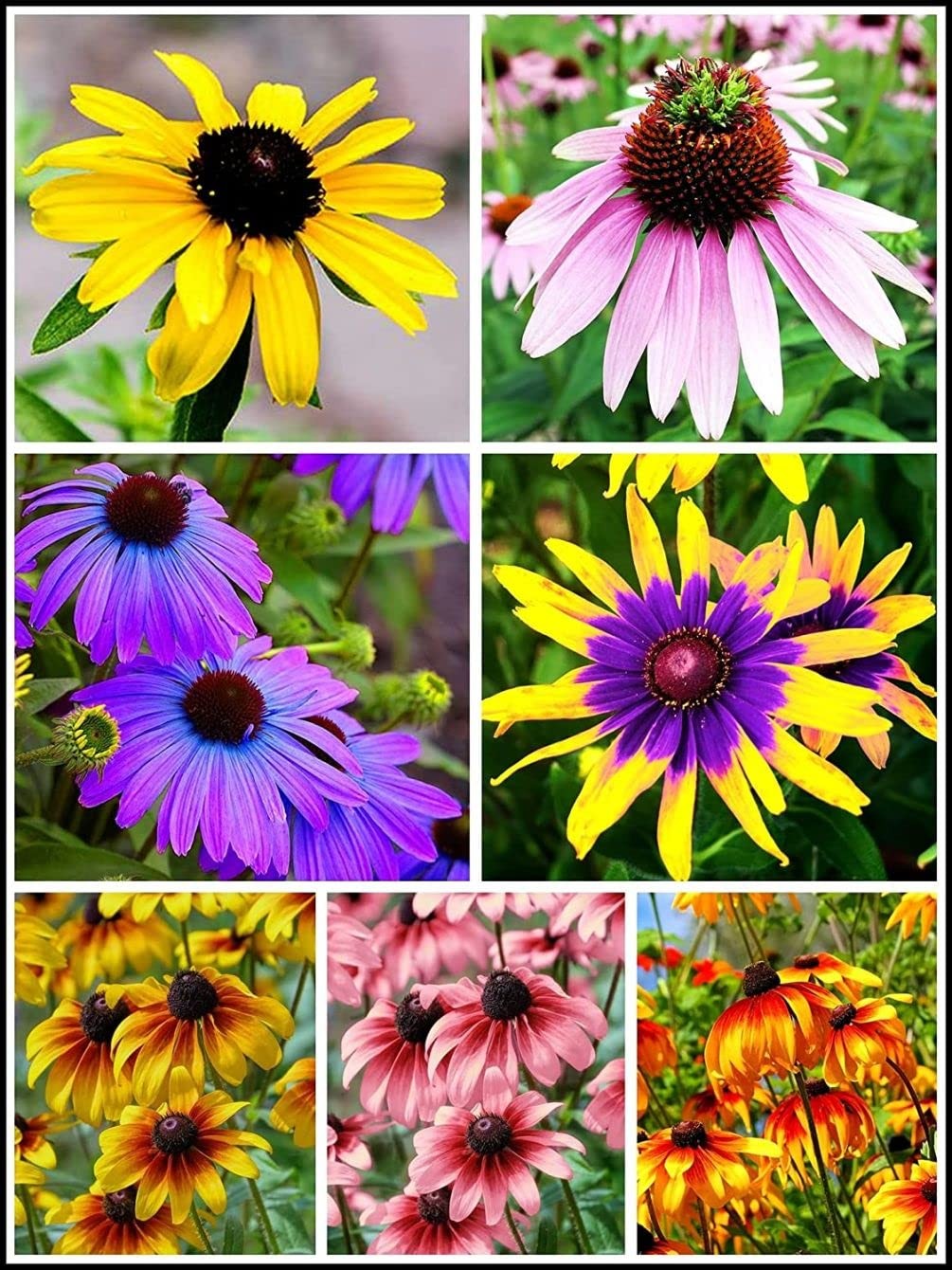 5g Mixed Black Eyed Susan Thunbergia Alata Seeds Flowers Garden Decor