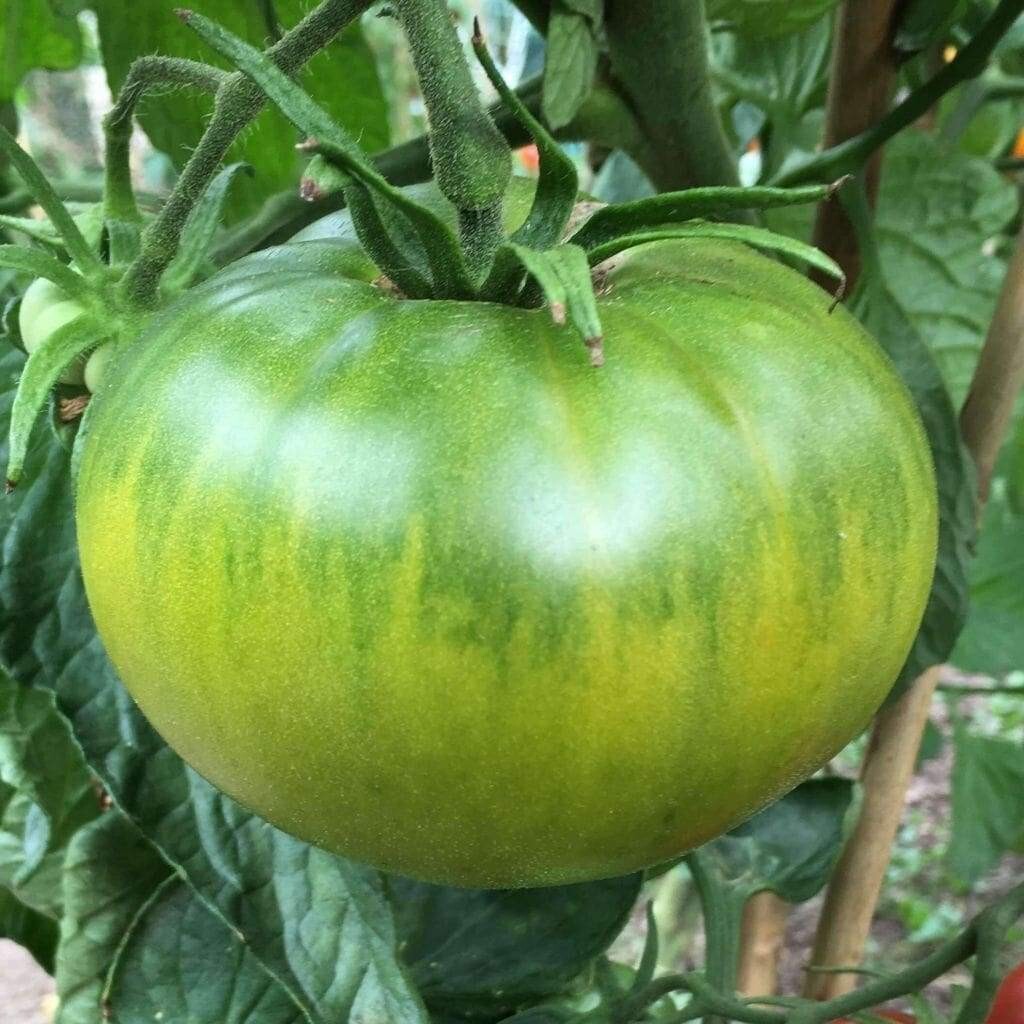 Aunt Ruby’s German Green Tomato 30 – 2000 Seeds Rare Largest beefsteak 1+ LB!