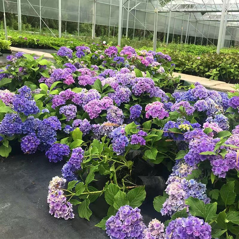 25pc HYDRANGEA SEEDS Garden Plant Flower rare exotic USA seller FREE shipping