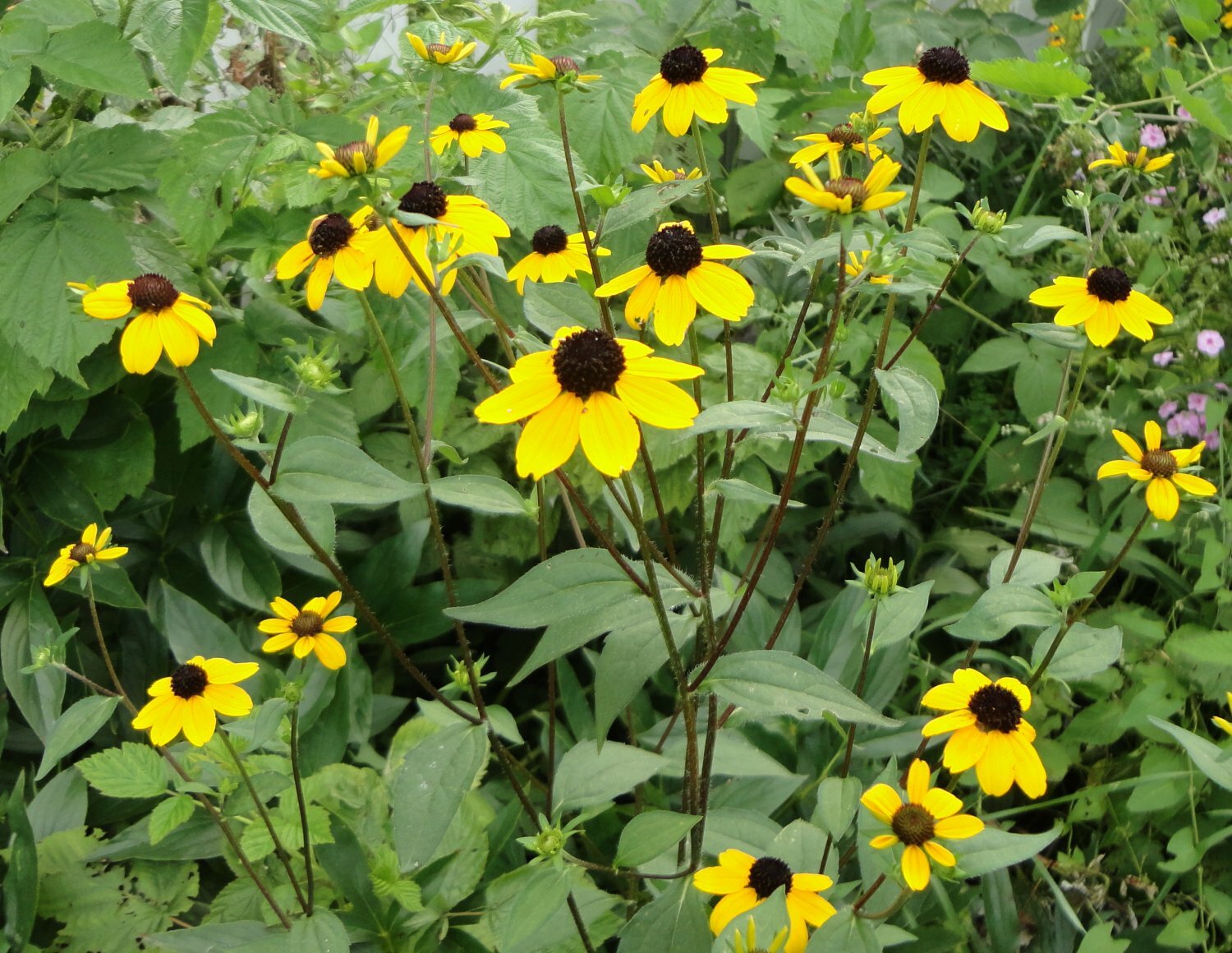 201+BROWN EYED SUSAN Seeds Branched Coneflower Perennial Native Wildflower Bushy