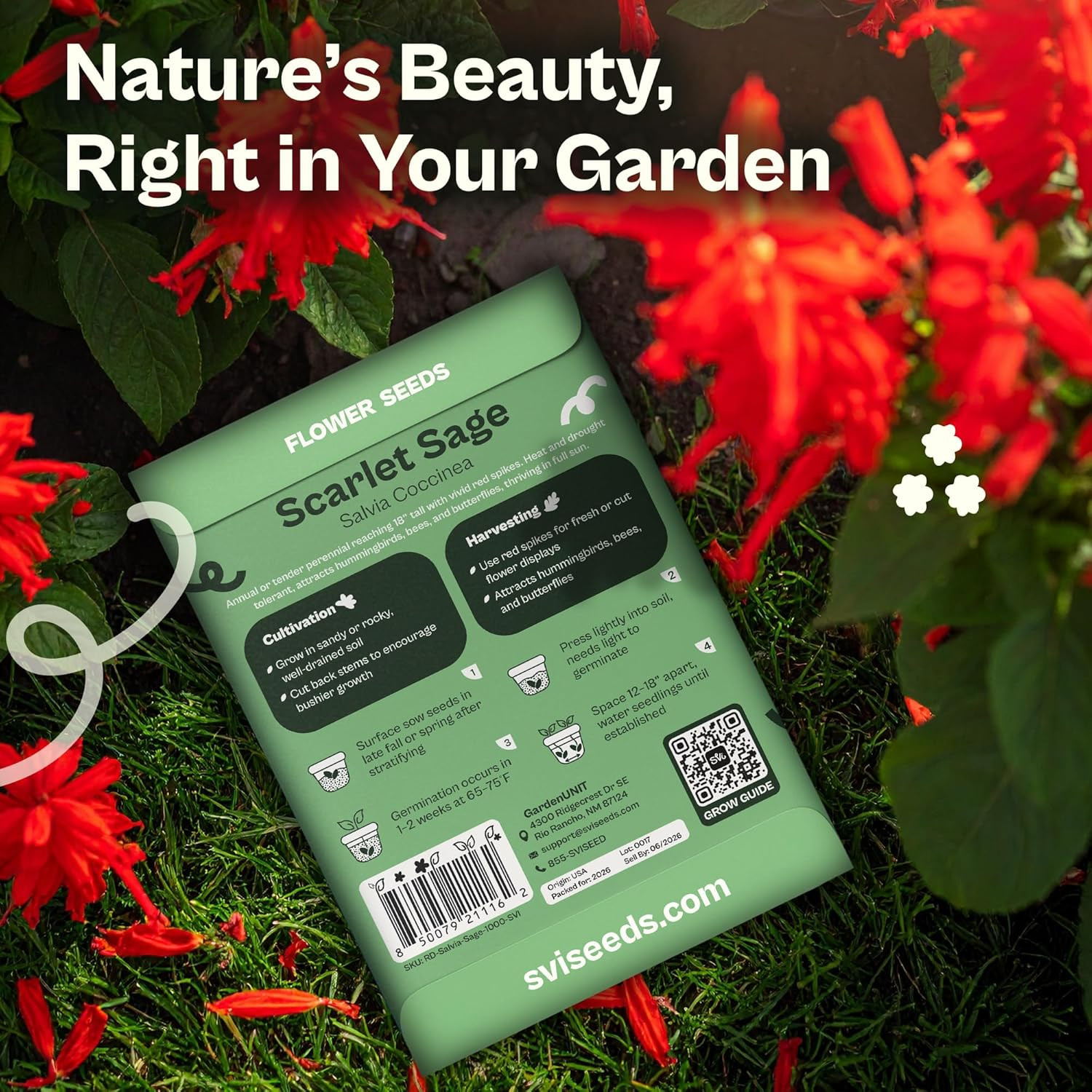 1000 Red Sage Seeds for Planting Outdoors (Salvia Coccinea) – Scarlet Sage, Deer
