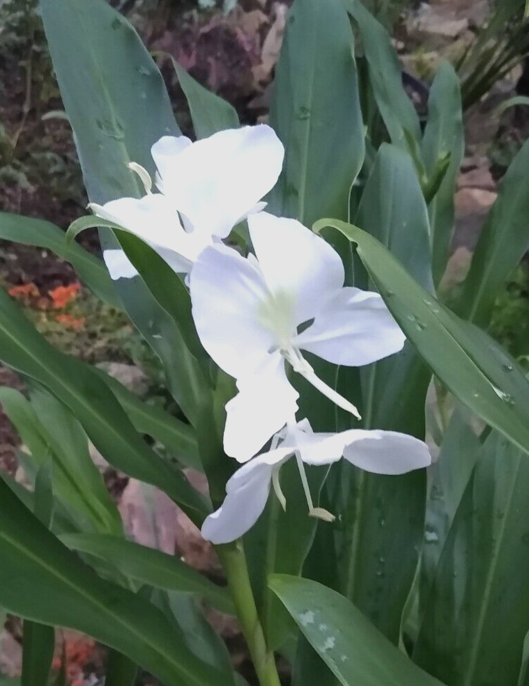 2 Roots Fragrant White Butterfly Ginger Lily Hedychium Coronarium from my garden