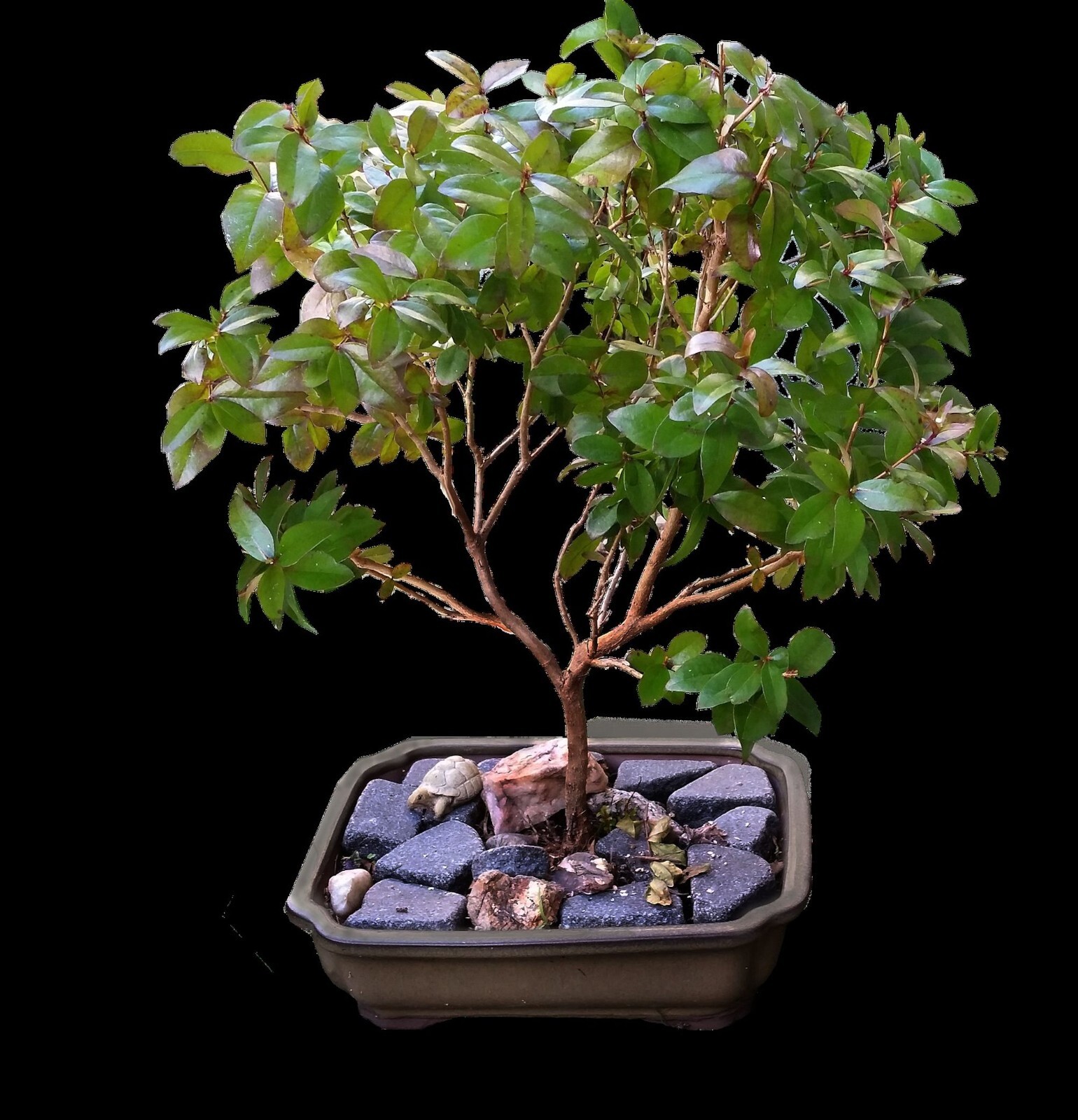 Lagerstroemia indica Tree Seeds purple Flower Standard Or Bonsai Crape Myrtle