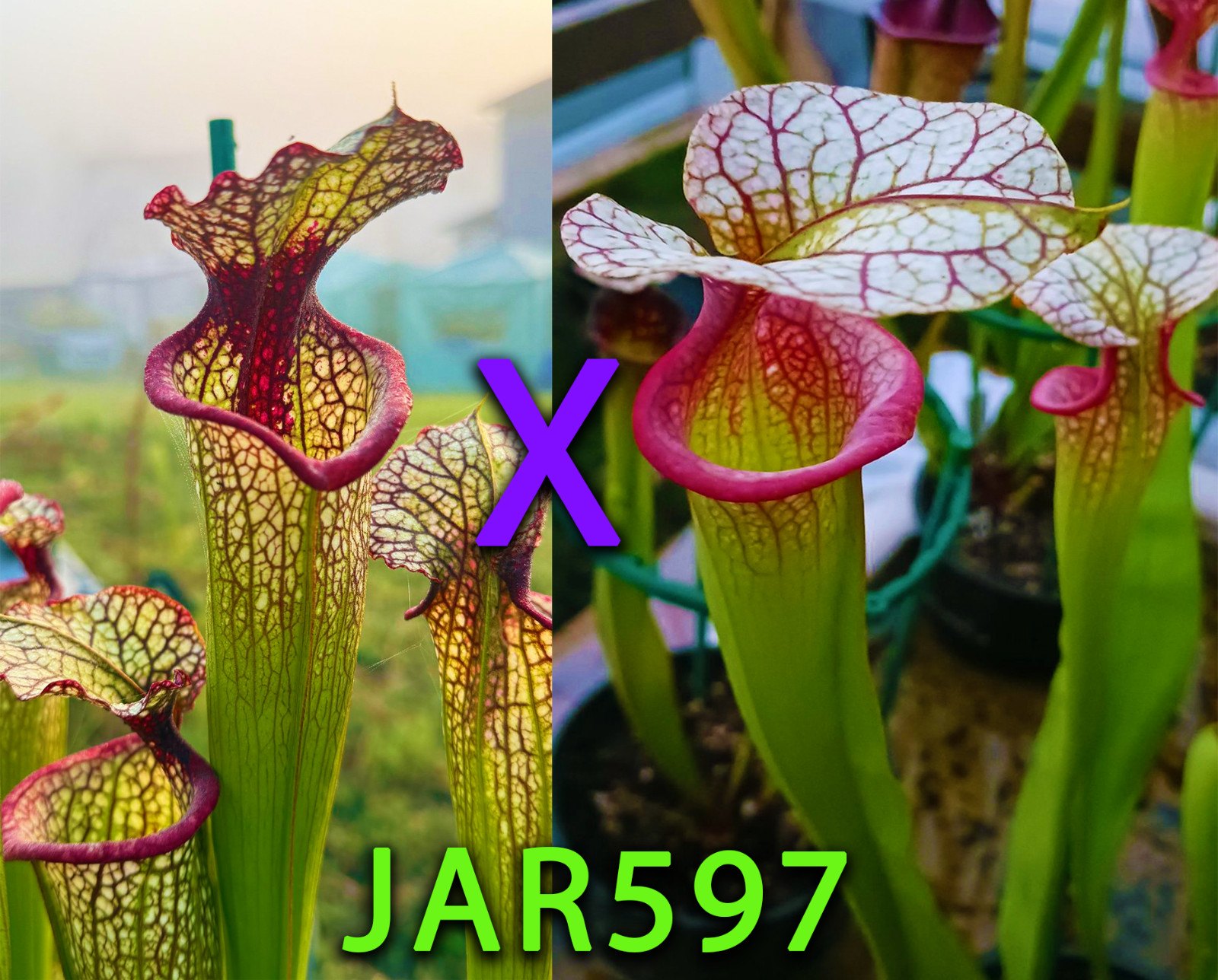 Sarracenia Seeds – JAR597 Leah Wilkerson x Adrian Slack