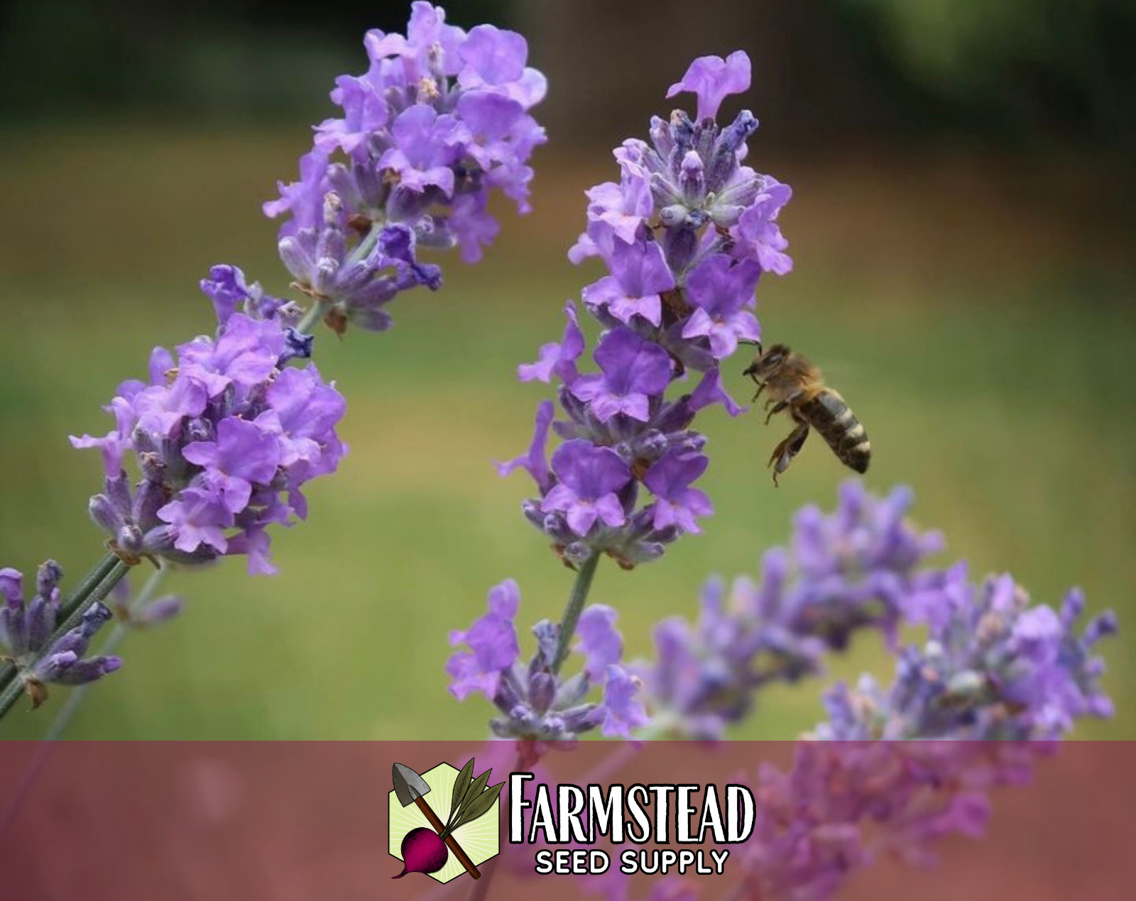 500+ English Lavender Seeds | Heirloom Herb Gardening Seed Packet, Non-GMO