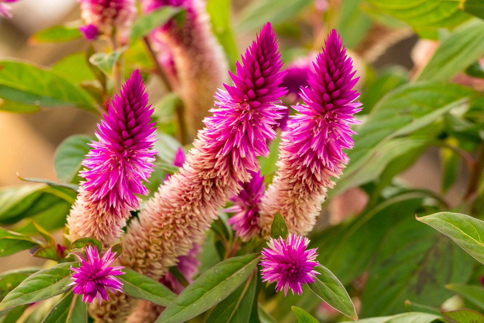 100 FLAMINGO FEATHER Wheat CELOSIA Spicata Pink & White Flower Seeds