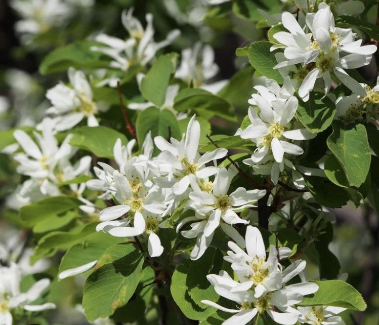 Western Serviceberry Seed (100seed). Amelanchier Alnifolia Organically Grown US