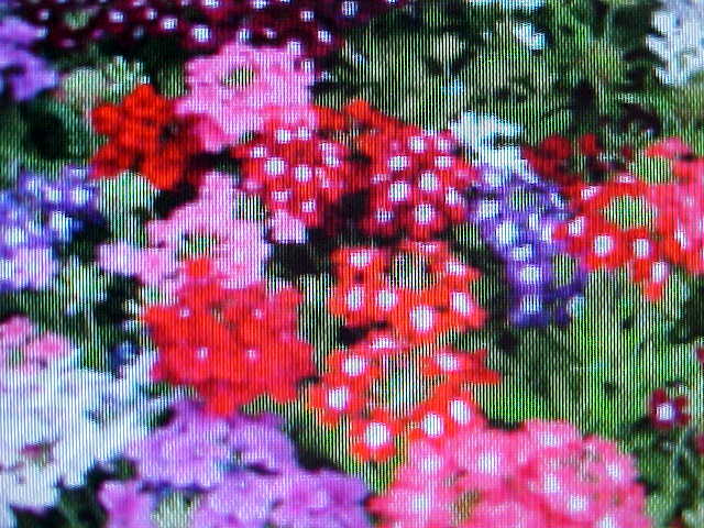 VERBENA FLORIST MIX FLOWER SEEDS RAINBOW MULI-COLORS RE-SEEDING ANNUAL FROM USA