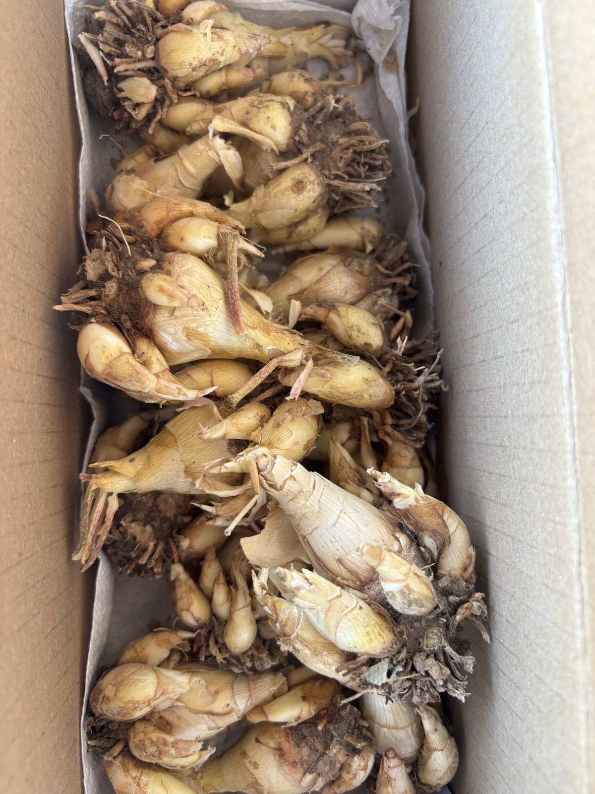 2 Tuberose Fragrance Double Pearl 2 Clump,Bulbs 5+Sz M/L sprouted Ready To Plant