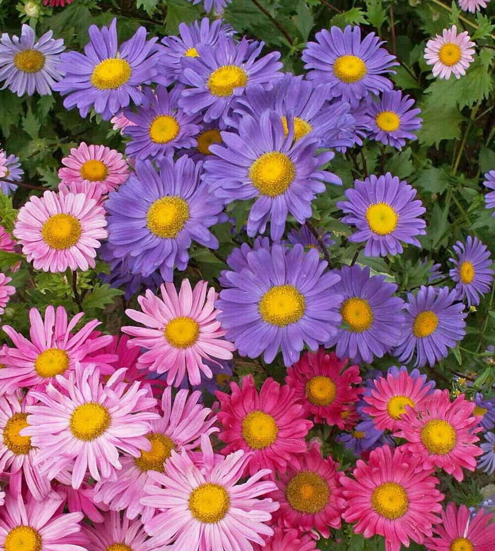 China Aster Single Flower Seeds, Sensation Mix, Callistephus chinensis,FREE SHIP