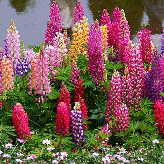 Russell Lupine MIXED COLORS PERENNIAL Hummingbirds & Bees LOVE! Non-GMO 50 SEEDS