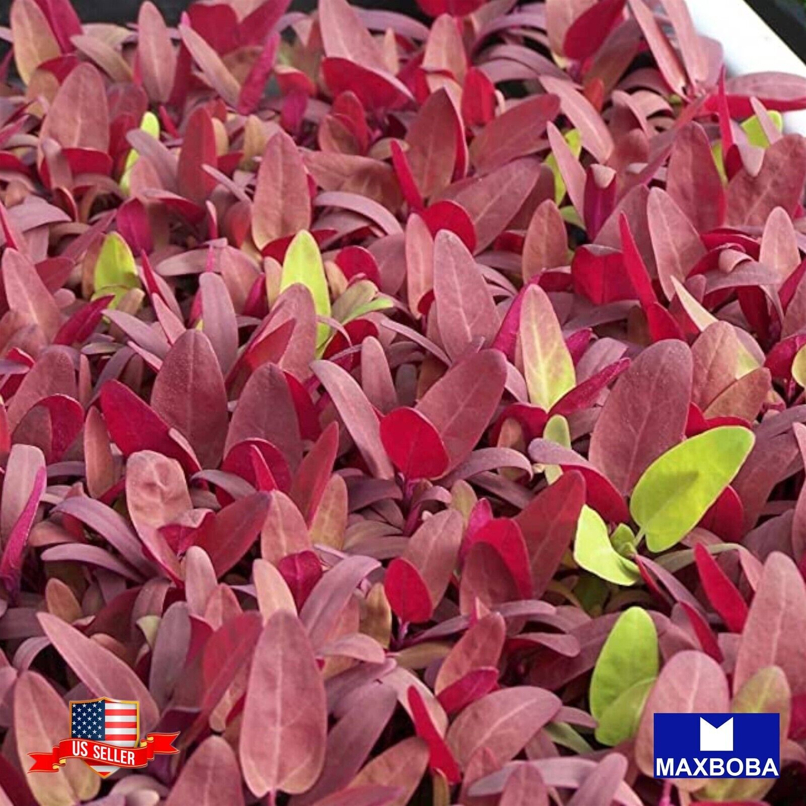 2400 Red Garnet Microgreens Amaranth Seeds Non-GMO Heirloom